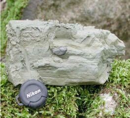 Ablagerung des Seebodens, Detail mit Dropstones (aus dem Gletschereis abgesunkene Steine)